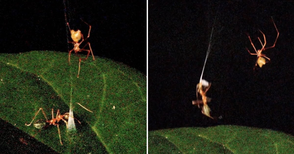 New Spider Discovered In Australia Uses Spring Trap To Capture Prey - 9GAG