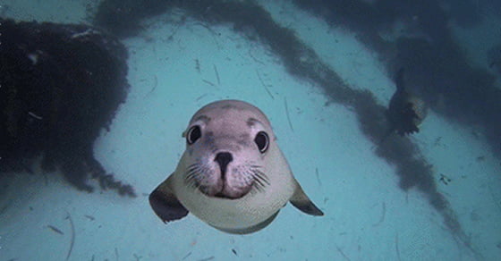 Seductive Seal Wants a Kiss - 9GAG