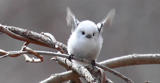 The Cutest Bird Youll Ever See Today Japanese Long Tailed Tit 9gag