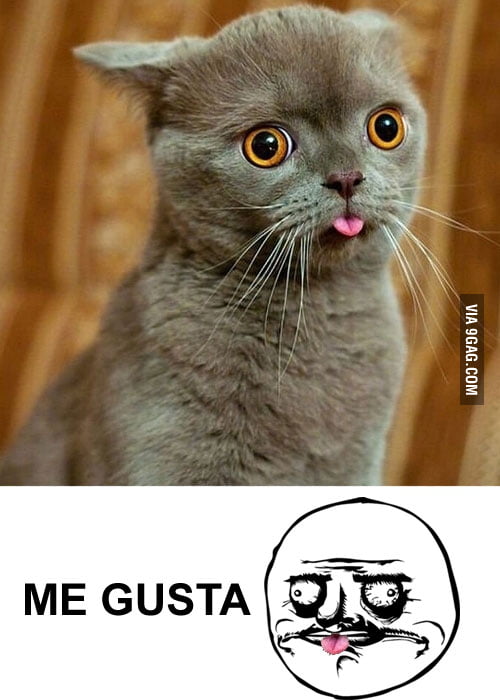 Me Gusta Cat - 9GAG