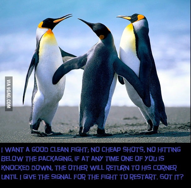 Penguin Fight - 9GAG