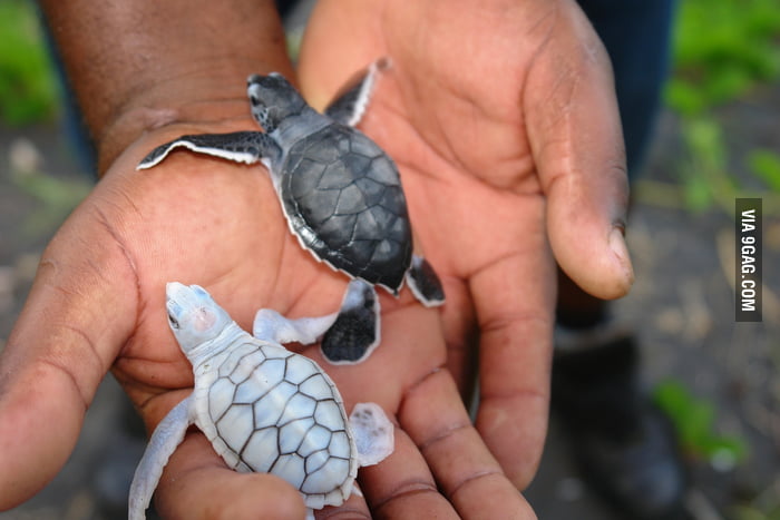Baby turtles - 9GAG