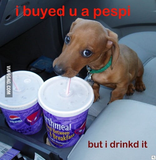 Cute pepsi dog - 9GAG