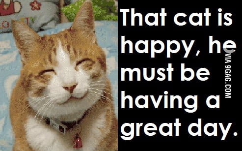 Happy cat - 9GAG