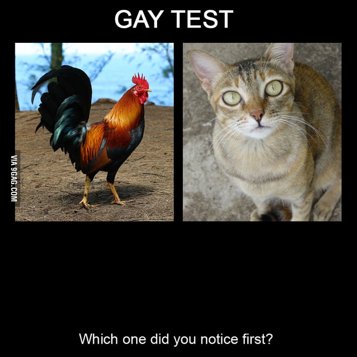The ultimate, 100% accurate gay test - 9GAG.