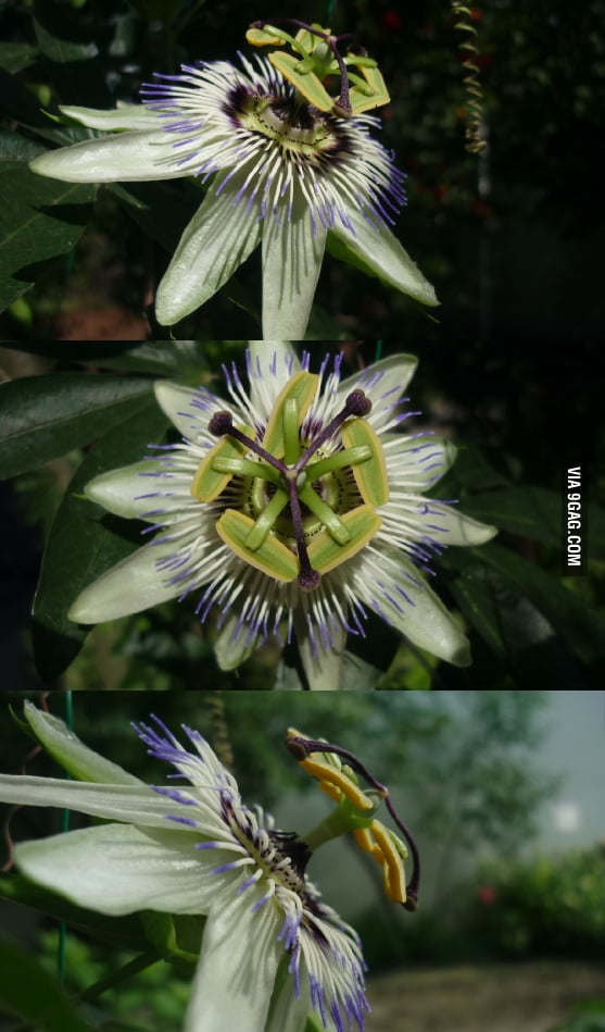 Pasiflora The Coolest Flower Ever 9GAG