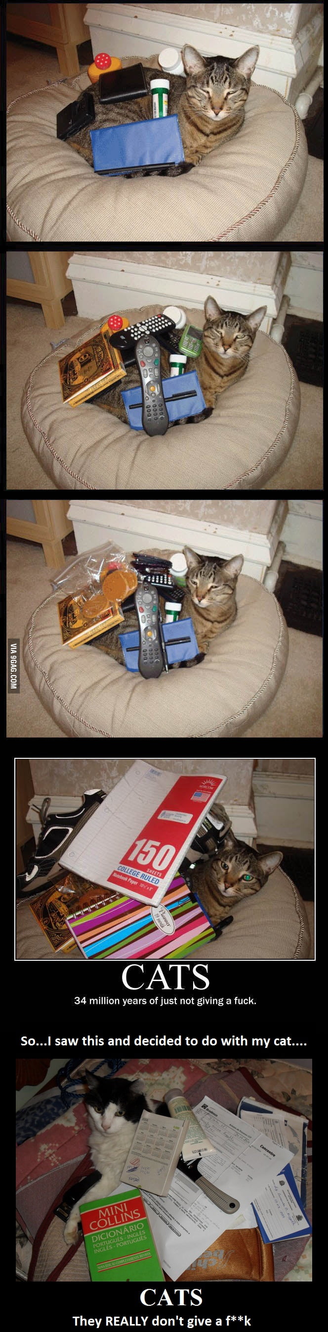 I heard cats don't care... 9GAG