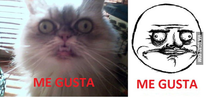 Me gusta cat - 9GAG