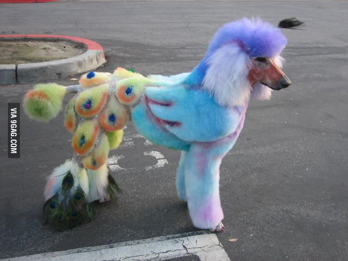 my little pony poodle