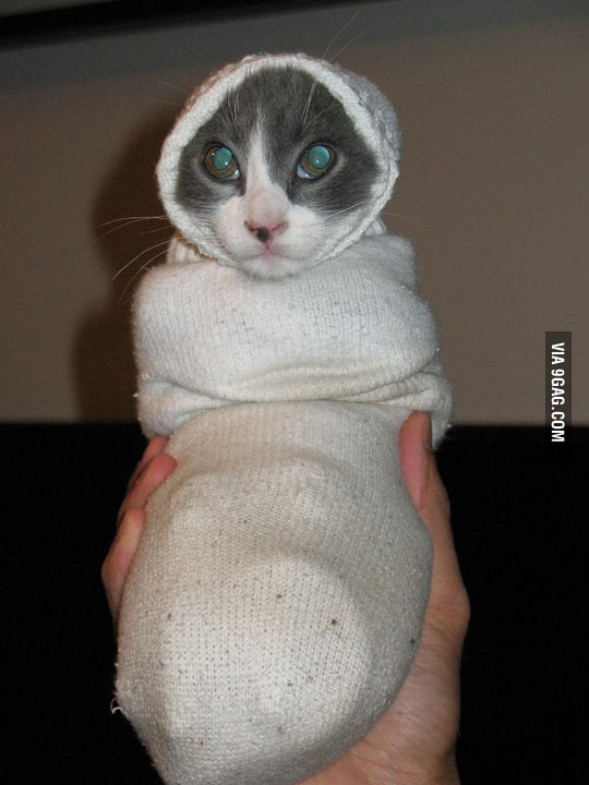 Just a cat in a sock - 9GAG