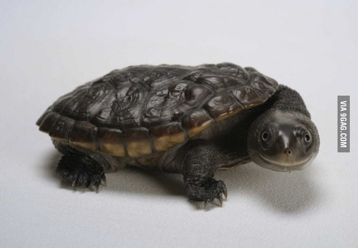 Funny Turtle - 9GAG