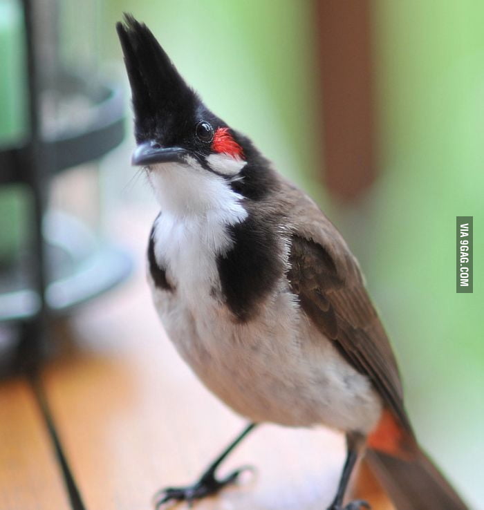 Rock Bird 9GAG