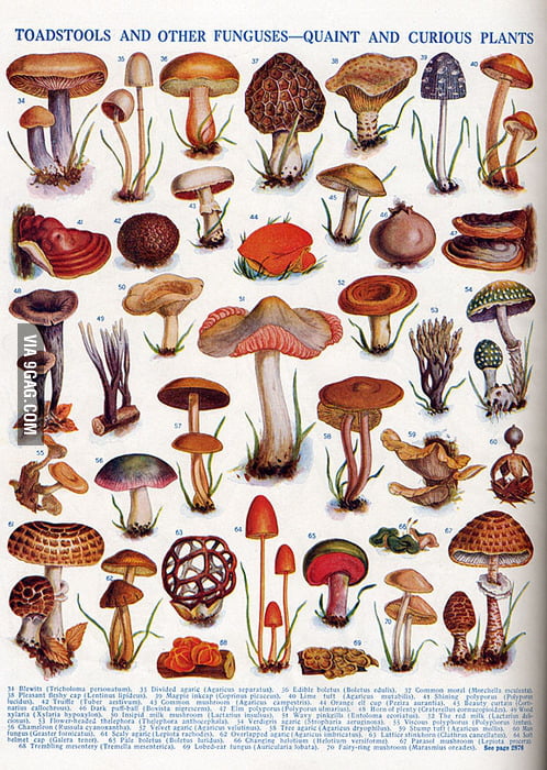 Chart of Mushrooms - 9GAG