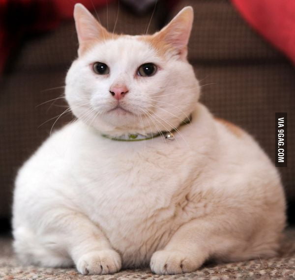  Super  Fat  Cat  9GAG