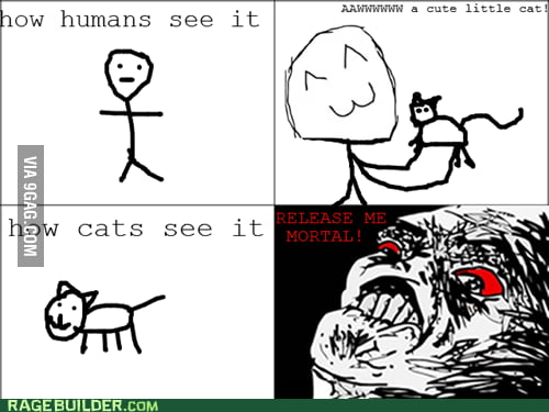 CATS RAGE! - 9GAG