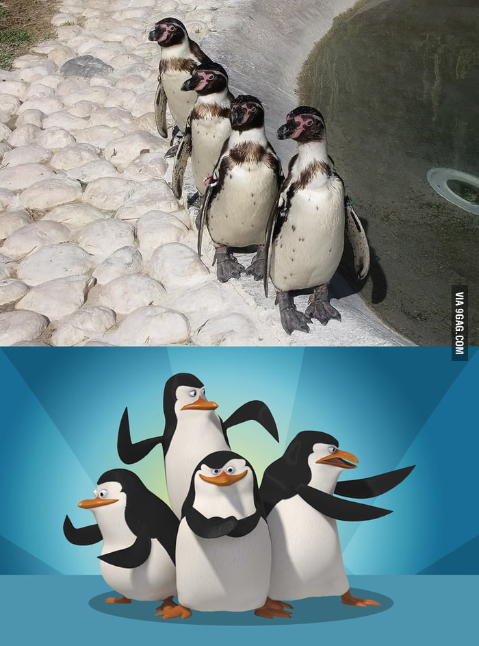 The Penguins of Madagascar? 