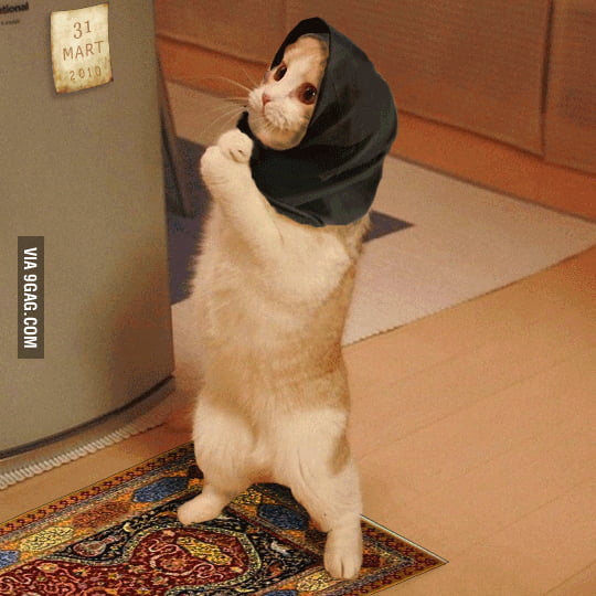 muslim-cat-9gag