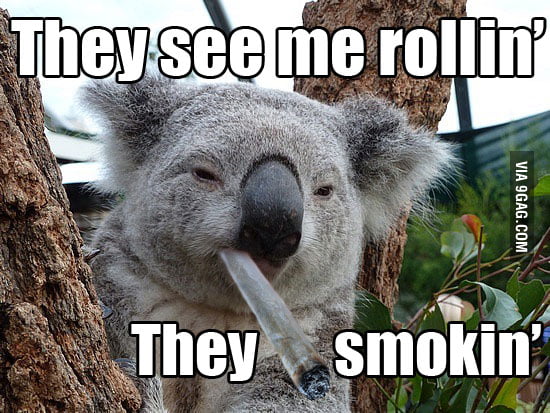 Just a smoking koala. - 9GAG