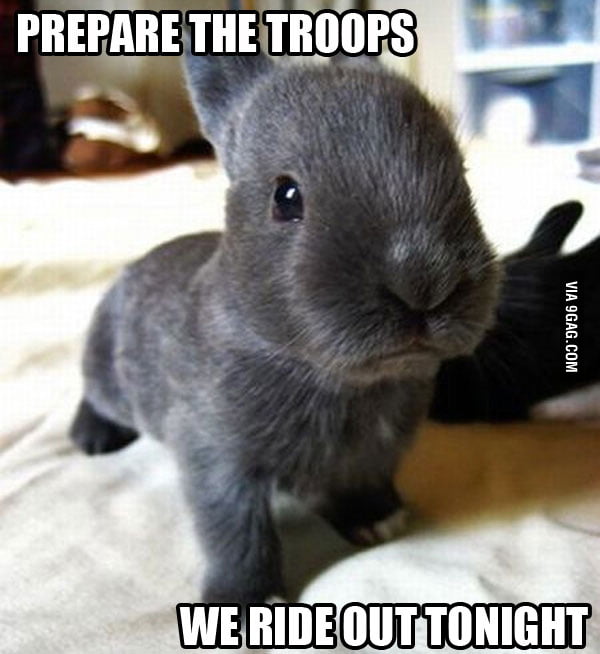 Serious bunny is seriouos - 9GAG