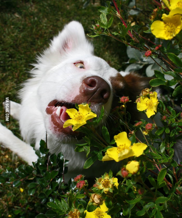 Just my dog eating a flower 9GAG