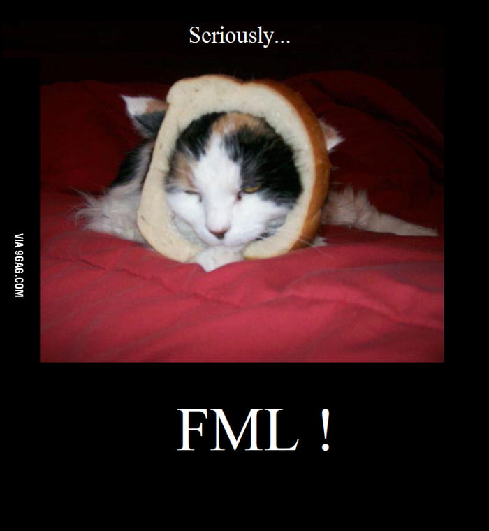 Breaded cat is breaded - 9GAG