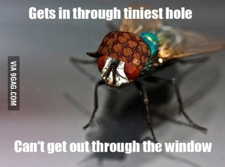 Scumbag annoying fly - 9GAG