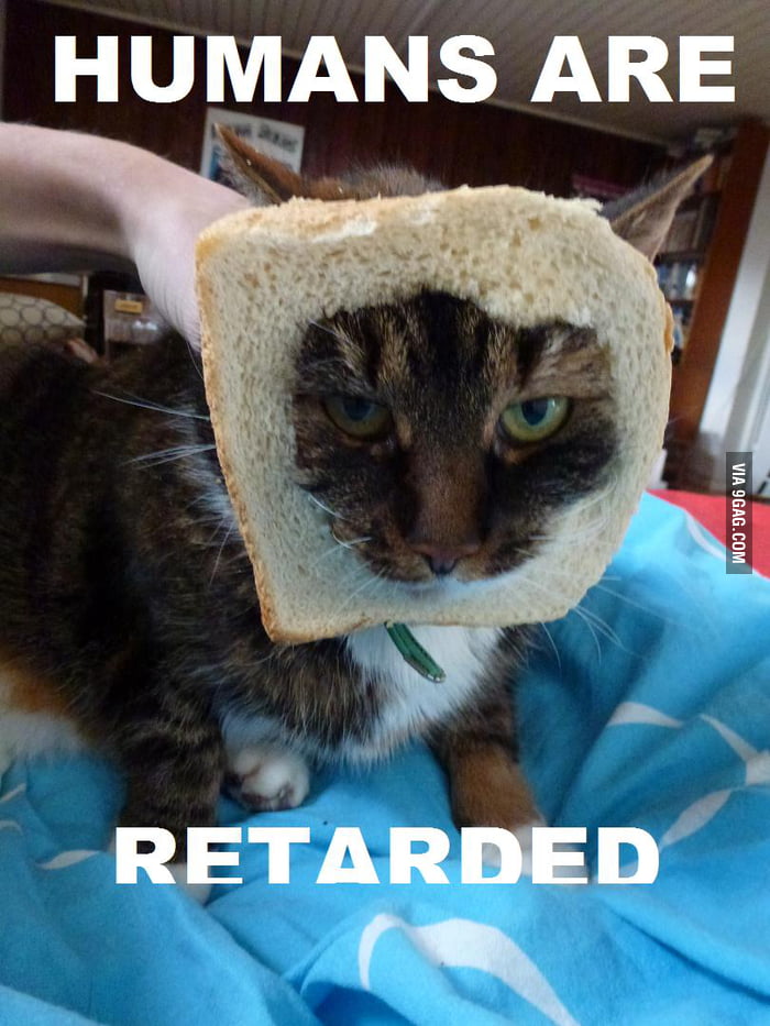 Fat cat got breaded! - 9GAG