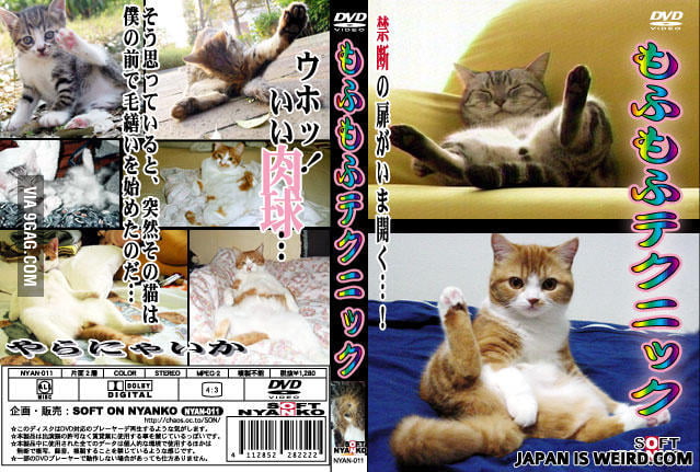 Japanese Porn Weird Animals - Japanese Cat porn - 9GAG