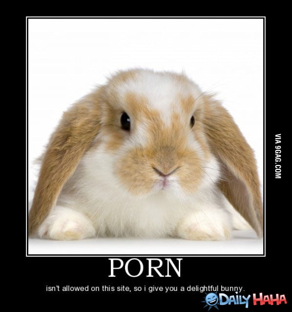 Bunny Porn Gag
