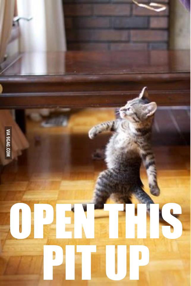 Hardcore Kitty 9gag 