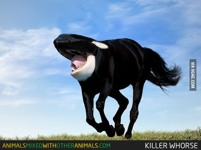 Animals Mixed With Other Animals Killer Whorse - 9GAG