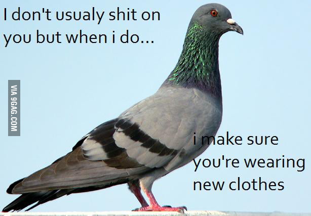 Just pigeon... - 9GAG