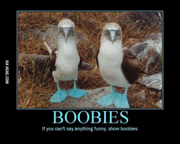 Because Everybody Loves Boobies 9gag