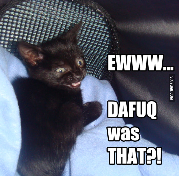 Disgusted Kitty - 9gag