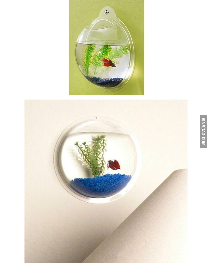 Acrylic Wall Mount Fish Bowl 9GAG