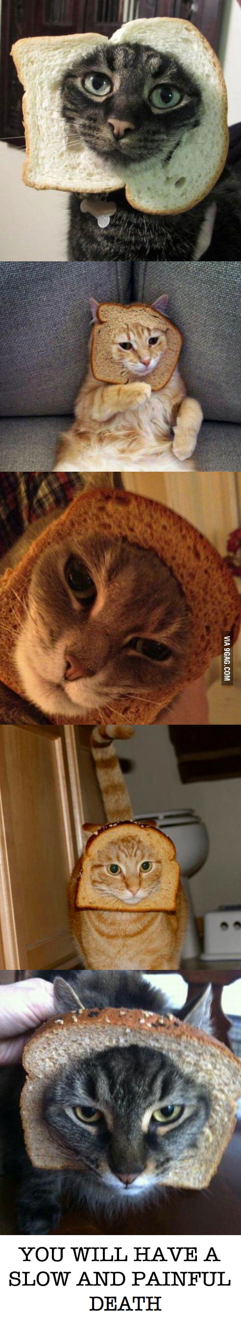 Cats and bread - 9GAG