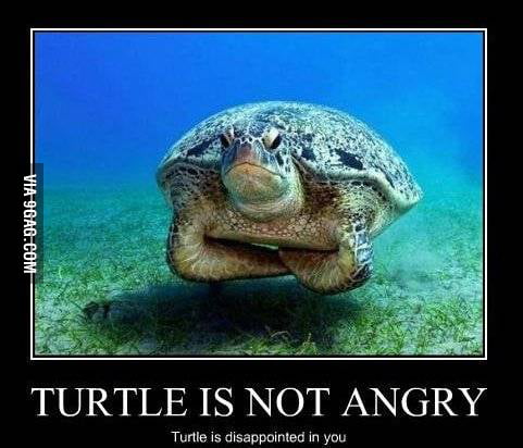 Turtle - 9GAG