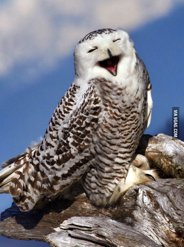 Laughing owl 9GAG