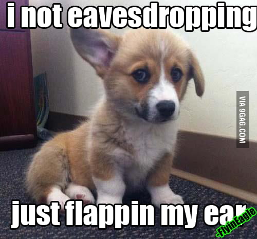 Curious Dog [A NEW MEME] - 9GAG