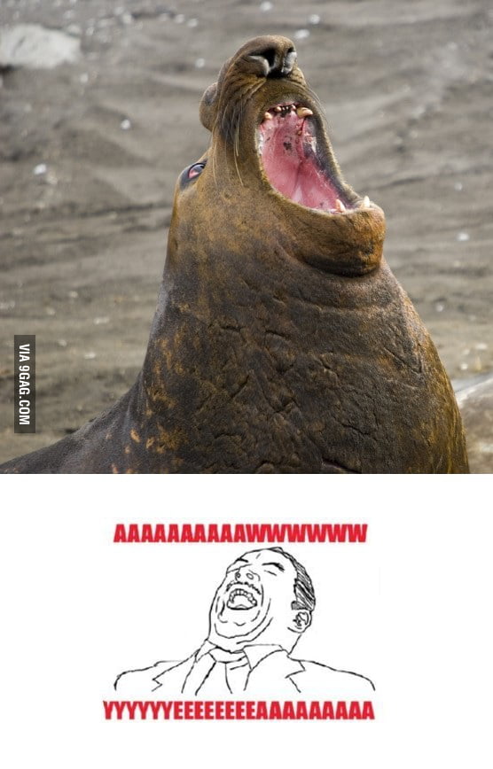 Aaaaw Yea! - 9GAG