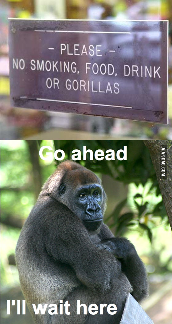 Sad gorilla is sad... - 9GAG