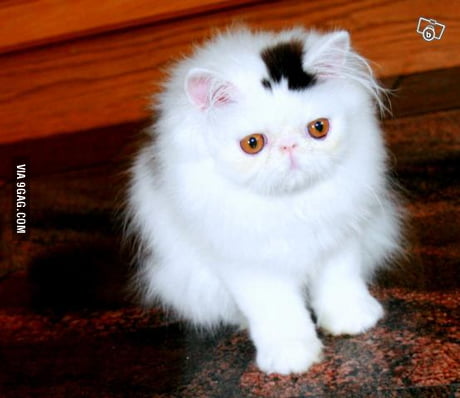 top hat cat