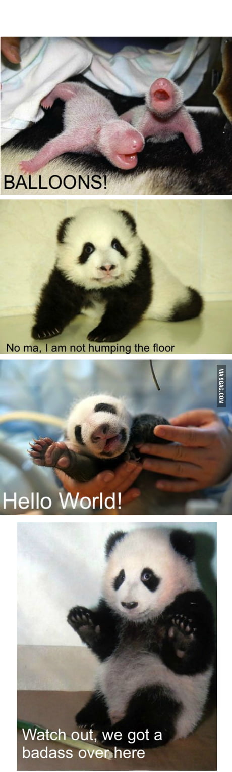 Panda Memes 9gag