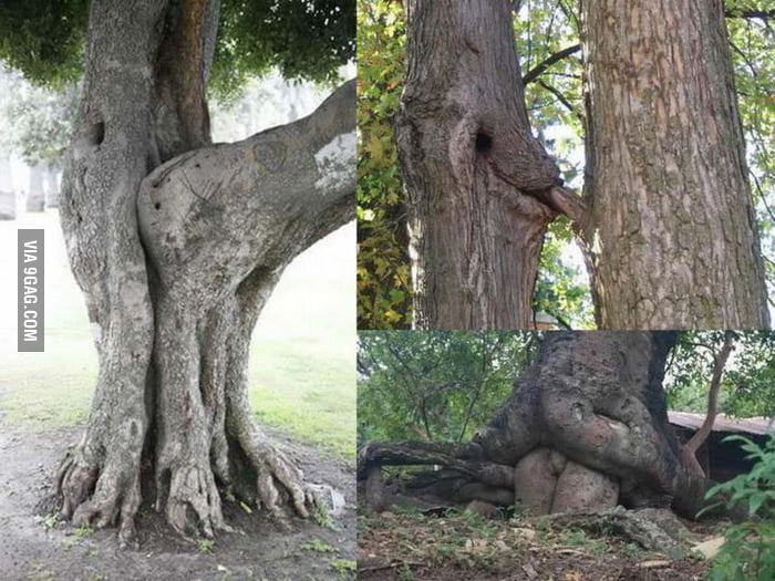 Just Some Horny Trees Wait What 9gag 