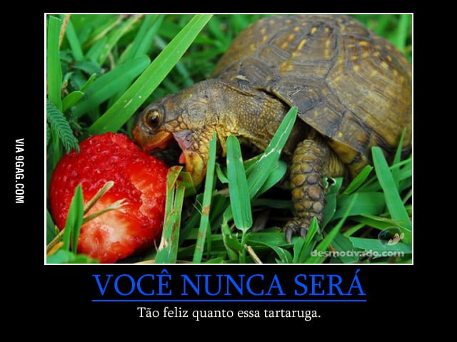 You will never be happy as this turtle - 9GAG