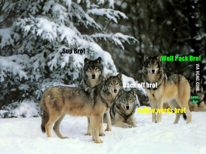 Wolf Pack Bro - 9GAG