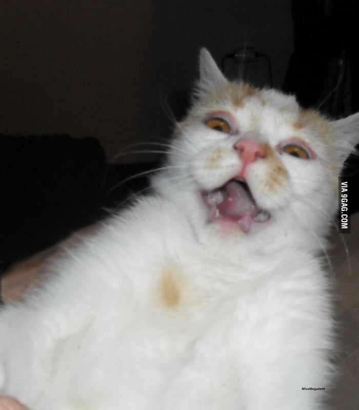 My Cat Going Crazy 9gag