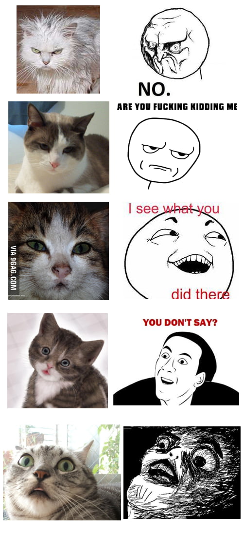 Just Cats and Memes - 9GAG