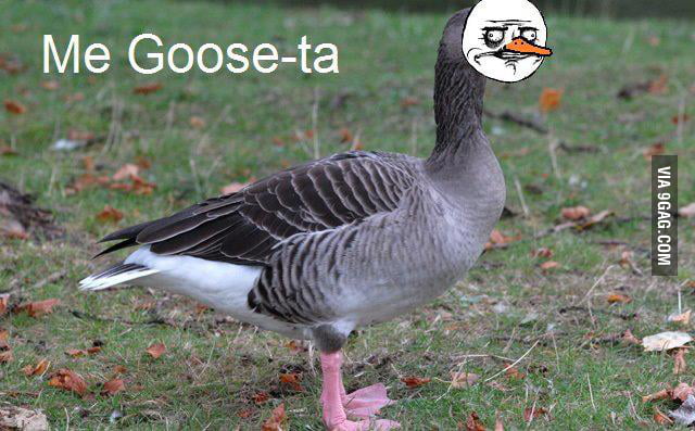 canada goose 9gag canada goose 9gag