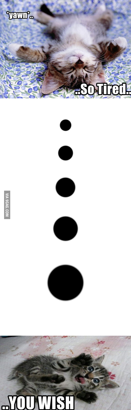 Dat sleepy cat - 9GAG